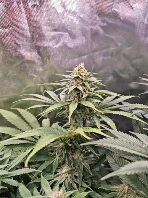 Tropicanna Banana & Runtz Muffin Aero. Week 11