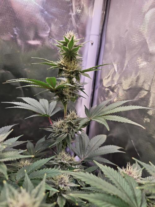 Tropicanna Banana & Runtz Muffin Aero. Week 11