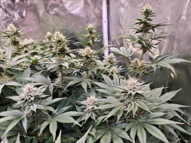 Tropicanna Banana & Runtz Muffin Aero. Week 11