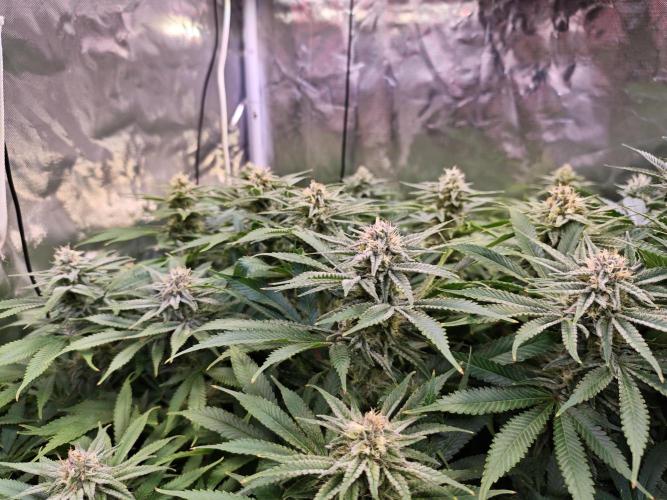 Tropicanna Banana & Runtz Muffin Aero. Week 11