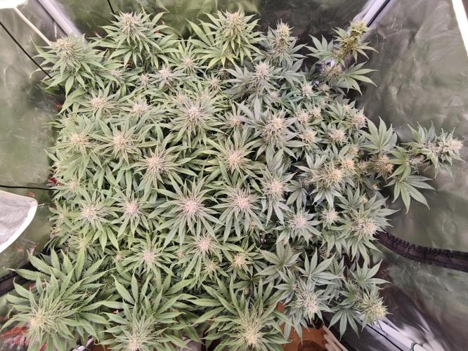 Tropicanna Banana & Runtz Muffin Aero. Week 11