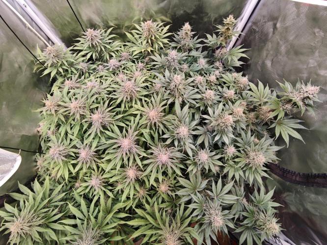 Tropicanna Banana & Runtz Muffin Aero. Week 12