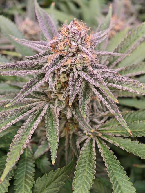 Tropicanna Banana & Runtz Muffin Aero. Week 12