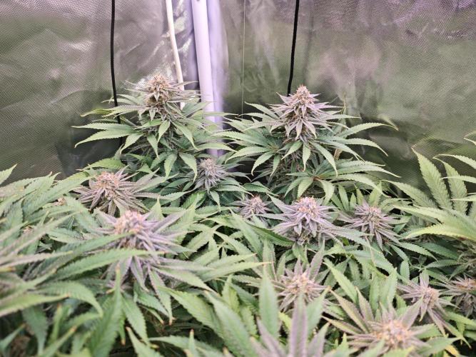 Tropicanna Banana & Runtz Muffin Aero. Week 12