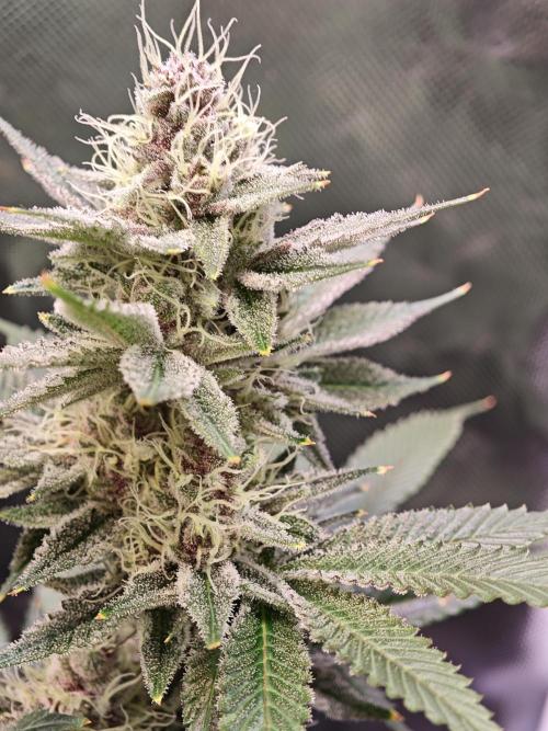 Tropicanna Banana & Runtz Muffin Aero. Week 12