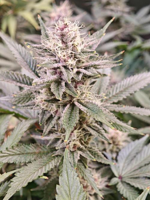 Tropicanna Banana & Runtz Muffin Aero. Week 12 - Tropicanna Banana 