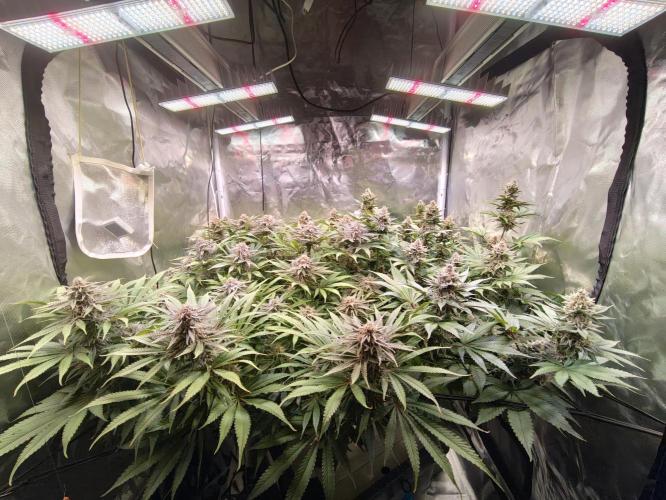 Tropicanna Banana & Runtz Muffin Aero. Week 13