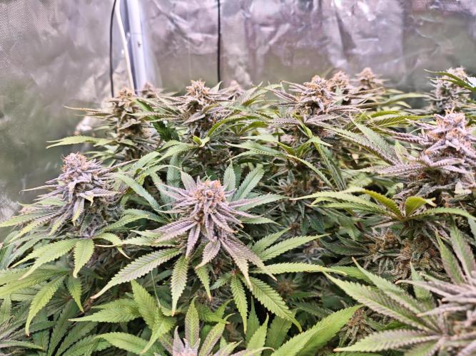 Tropicanna Banana & Runtz Muffin Aero. Week 13