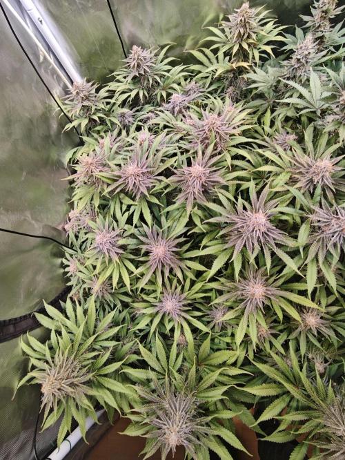 Tropicanna Banana & Runtz Muffin Aero. Week 13