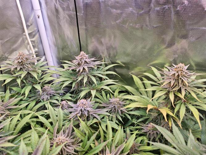 Tropicanna Banana & Runtz Muffin Aero. Week 13