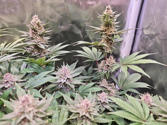 Tropicanna Banana & Runtz Muffin Aero. Week 13