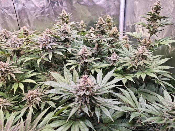 Tropicanna Banana & Runtz Muffin Aero. Week 13