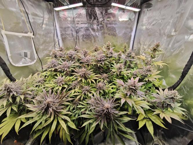 Tropicanna Banana & Runtz Muffin Aero. Week 14
