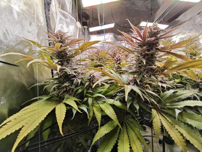 Tropicanna Banana & Runtz Muffin Aero. Week 14