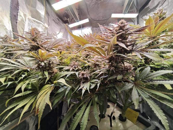 Tropicanna Banana & Runtz Muffin Aero. Week 14