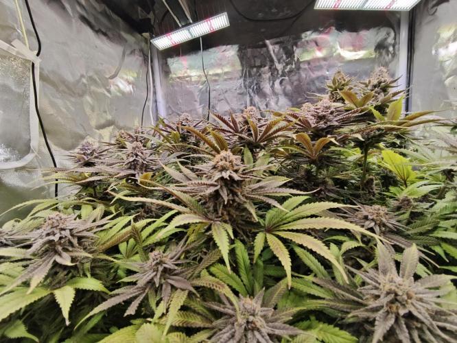 Tropicanna Banana & Runtz Muffin Aero. Week 14