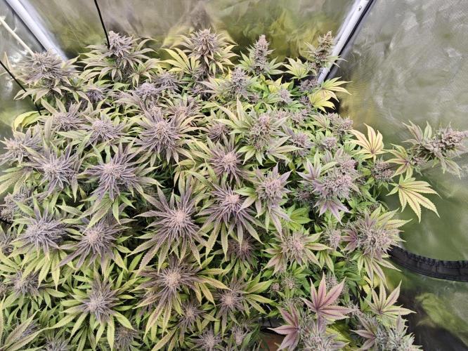 Tropicanna Banana & Runtz Muffin Aero. Week 14