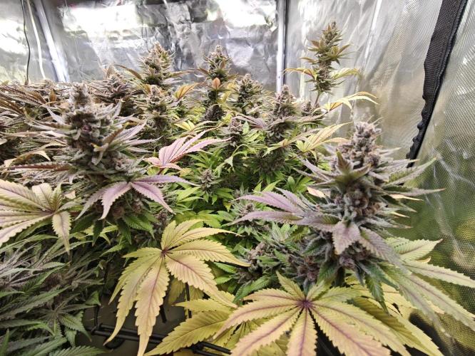 Tropicanna Banana & Runtz Muffin Aero. Week 15