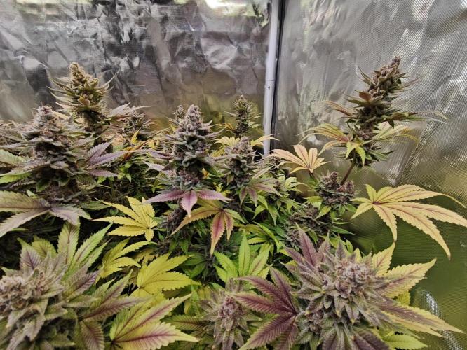 Tropicanna Banana & Runtz Muffin Aero. Week 15