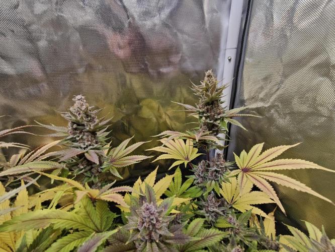 Tropicanna Banana & Runtz Muffin Aero. Week 15