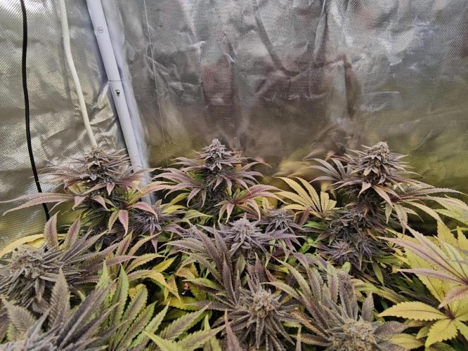 Tropicanna Banana & Runtz Muffin Aero. Week 15