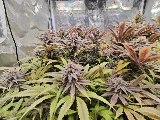 Tropicanna Banana & Runtz Muffin Aero. Week 15