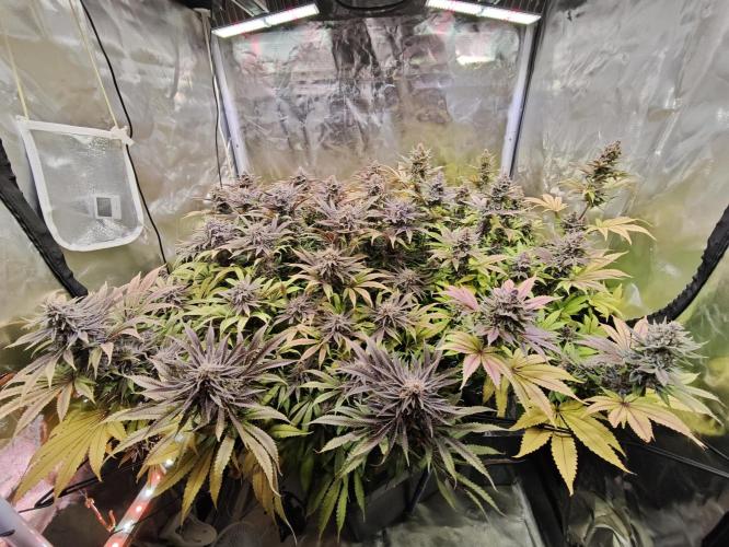 Tropicanna Banana & Runtz Muffin Aero. Week 15