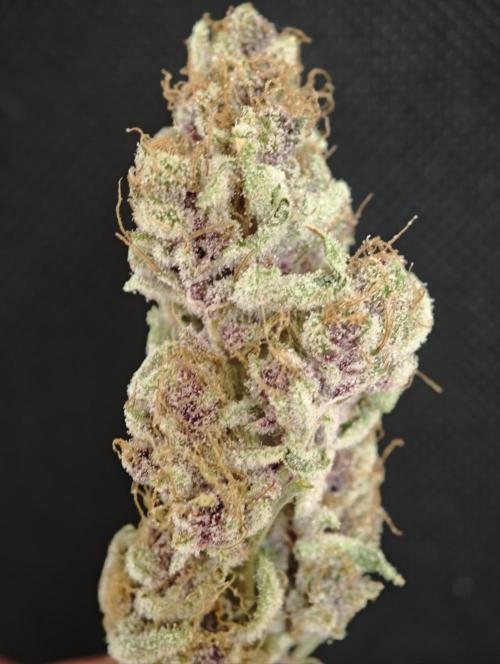 Tropicanna Banana & Runtz Muffin Aero. Week 16