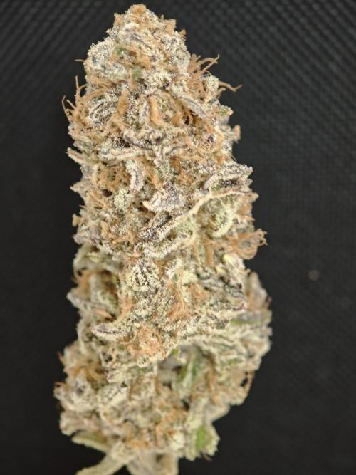 Tropicanna Banana & Runtz Muffin Aero. Week 16