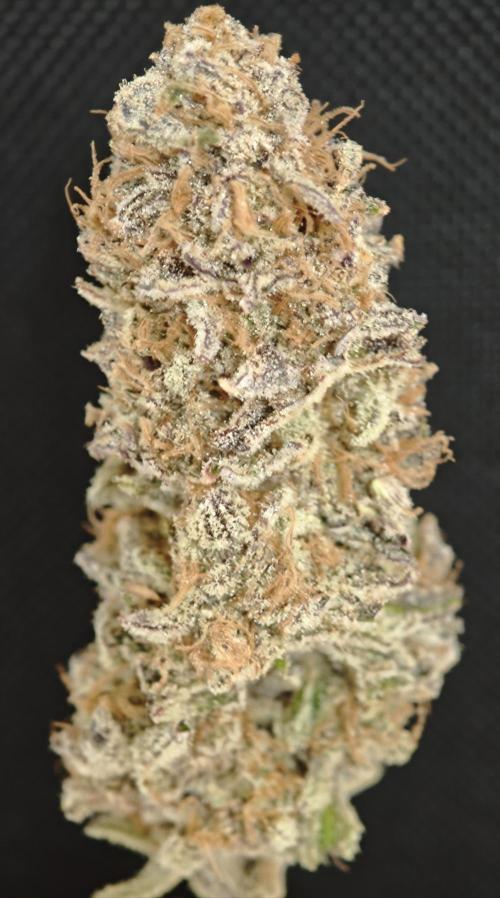 Tropicanna Banana & Runtz Muffin Aero. Week 16
