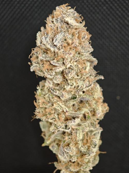 Tropicanna Banana & Runtz Muffin Aero. Week 16