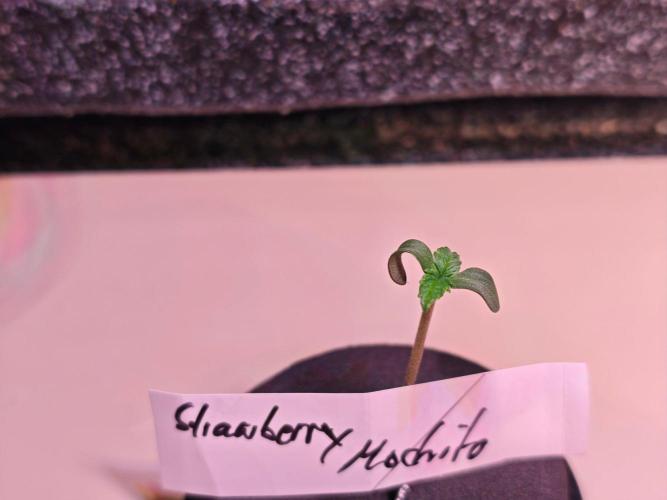 Let's Grow!. Week 0 - Never grown before so let's Hope she's doing good.