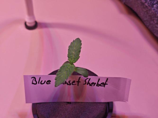 Let's Grow!. Week 0 - Love IT Hope it turns out like last time.
