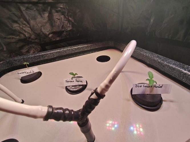 Let's Grow!. Week 0
