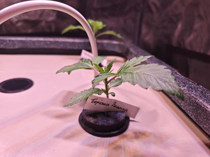 Let's Grow!. Week 1 - Tropicanna Banana 