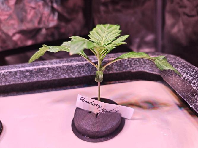 Let's Grow!. Week 1 - Strawberry Mochito 