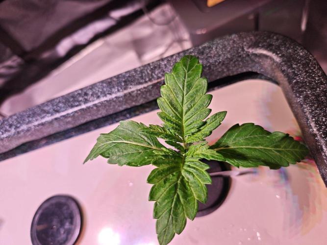 Let's Grow!. Week 1