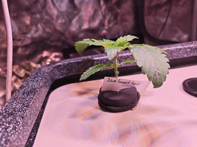 Let's Grow!. Week 1 - Blue Sunset Sherbert 