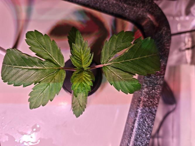 Let's Grow!. Week 1