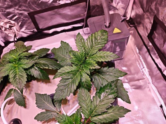 Let's Grow!. Week 2
