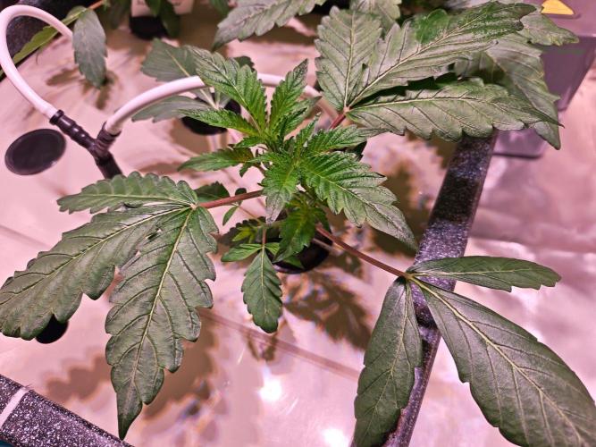 Let's Grow!. Week 2 - Tropicanna Banana 