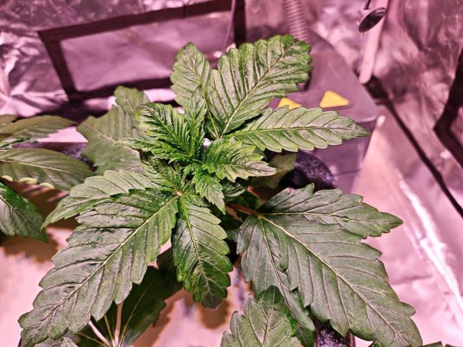 Let's Grow!. Week 2 - Strawberry Mochito 