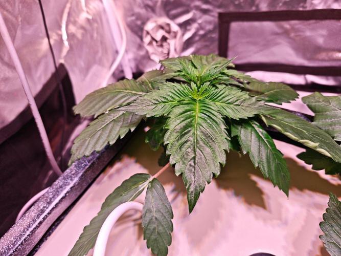 Let's Grow!. Week 2 - Blue Sunset Sherbert 