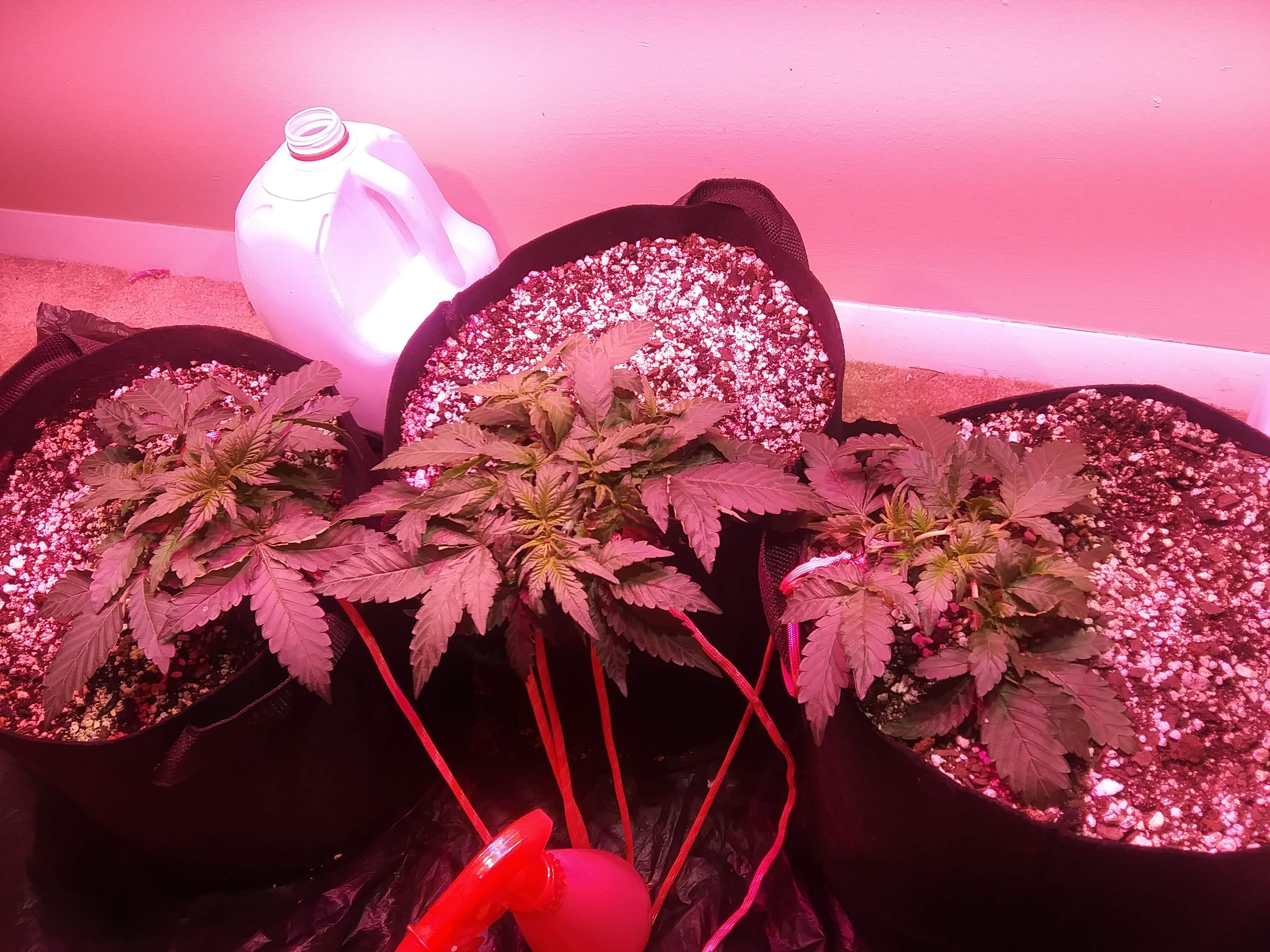 Fast Buds Grapefruit Auto grow diary (journal) week4 by Michiganindoor