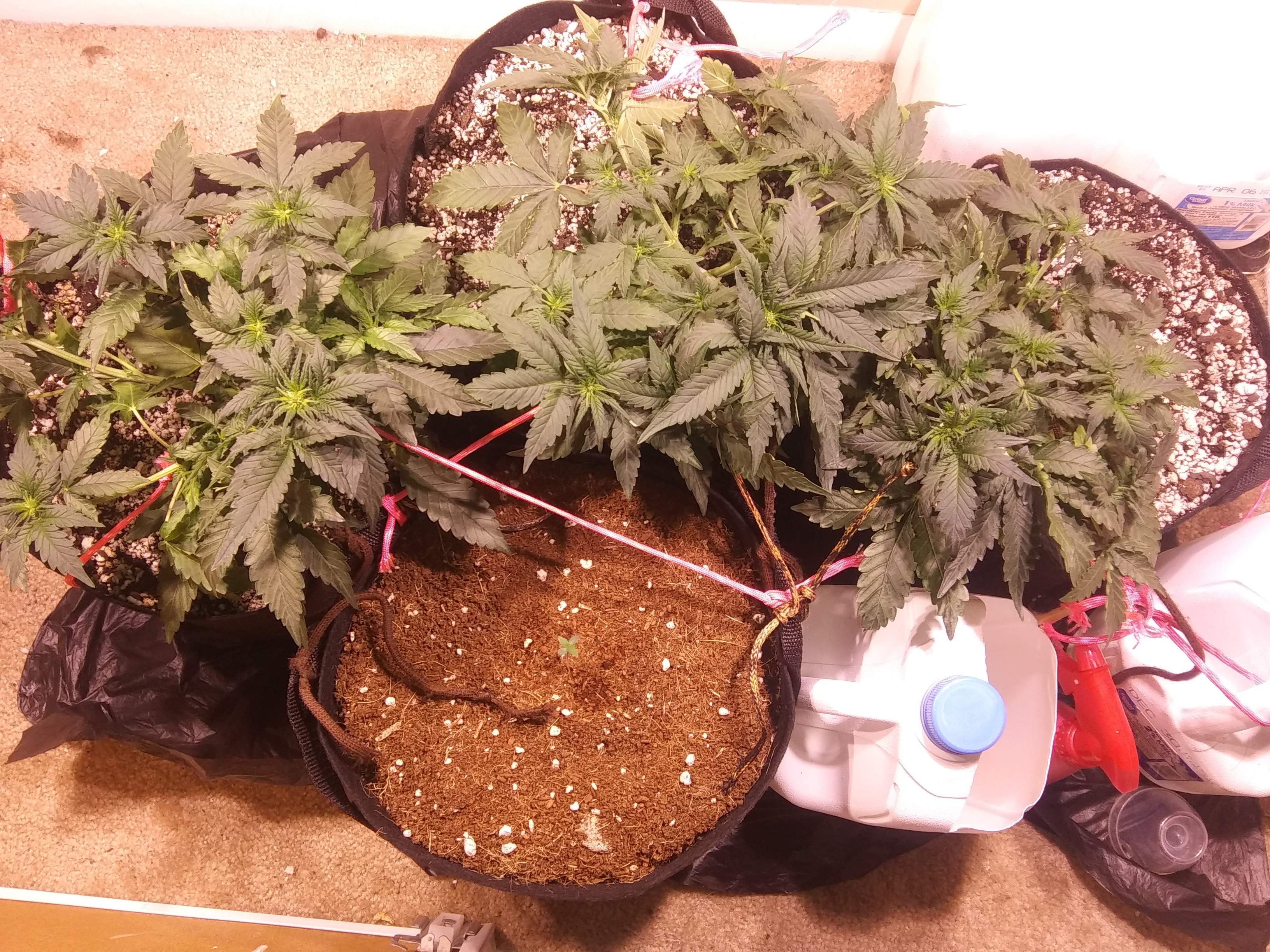 FastBuds Grapefruit Auto 2 grow journal 3 week4 by Michiganindoor