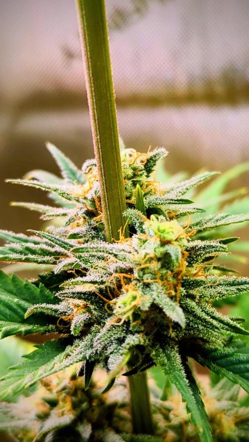 Orange Apricot Glue XL Auto #1