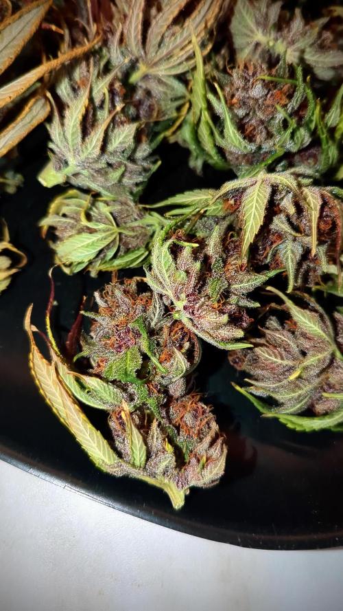 Black Muffin #1