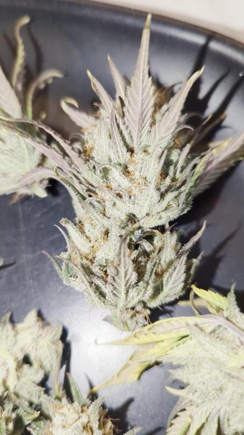 Orange Apricot Glue XL Auto #1