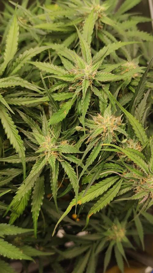 Cinderella Auto #1