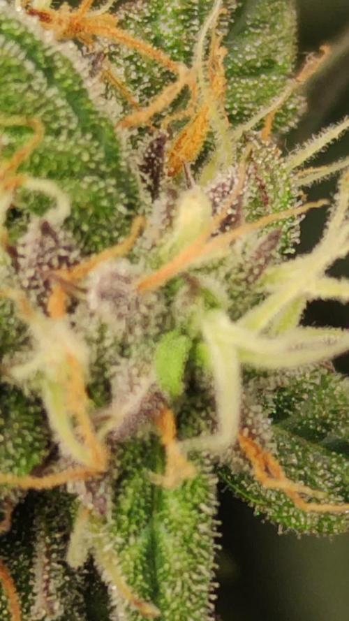 Cinderella Auto #1